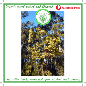 Acacia maidenii - Maiden's Wattle (AN)