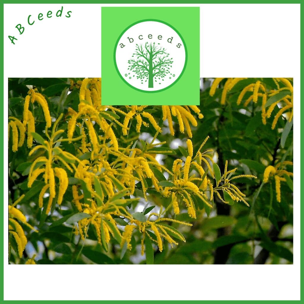 Australian Native Tree and Shrub Seed Shop/ABCeeds