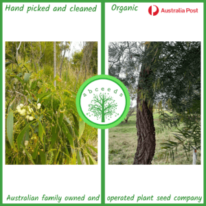 Acacia falcata - Sickle Wattle (AN)