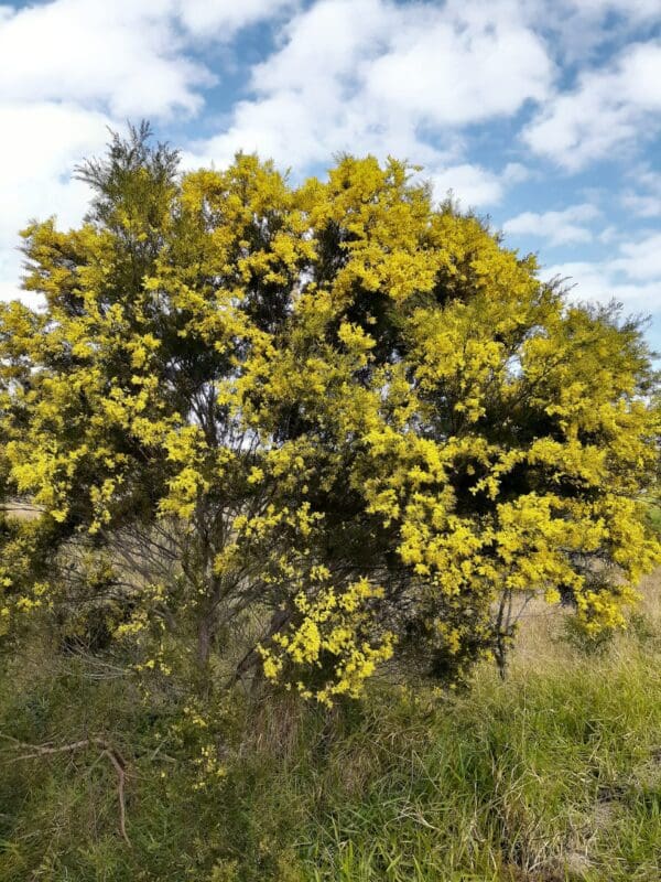 Acacia Fimbriata - Brisbane Golden Wattle (AN) - Image 4