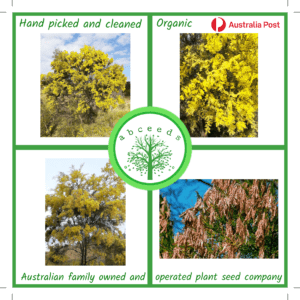 Acacia Fimbriata - Brisbane Golden Wattle (AN)