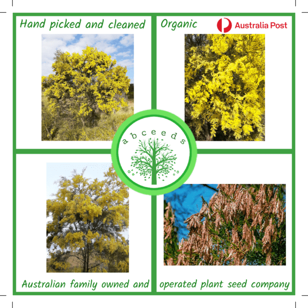 Acacia Fimbriata - Brisbane Golden Wattle (AN)
