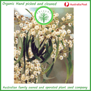 Acacia implexa - Hickory Wattle (AN)