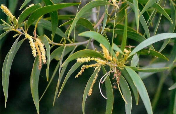 Acacia leiocalyx - Black Wattle (AN) - Image 3