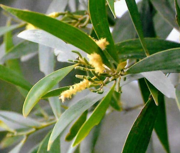 Acacia leiocalyx - Black Wattle (AN) - Image 4