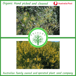 Acacia longifolia (AN) - Sydney Golden Wattle