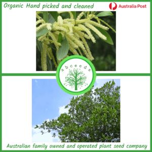 Acacia mangium - Black Wattle or Hickory Wattle (AN)
