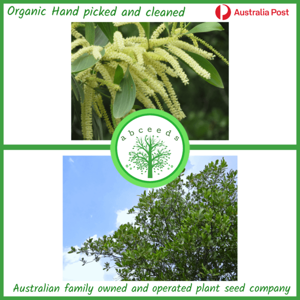 Acacia mangium - Black Wattle or Hickory Wattle (AN)