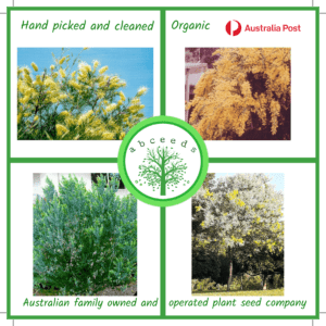 Acacia podalyriifolia - Qld Silver Wattle (AN)