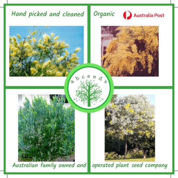 Acacia podalyriifolia - Qld Silver Wattle (AN)