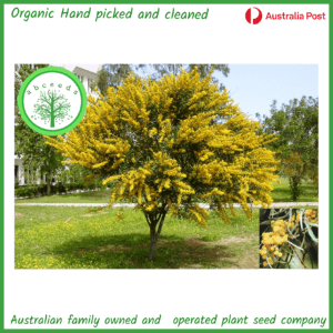 Acacia saligna (Acacia cyanophylla) - Golden Wreath Wattle (AN)