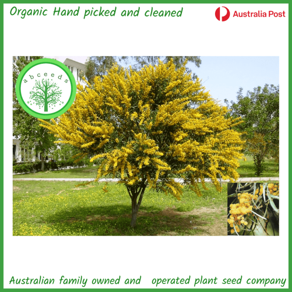 Acacia saligna (Acacia cyanophylla) - Golden Wreath Wattle (AN)