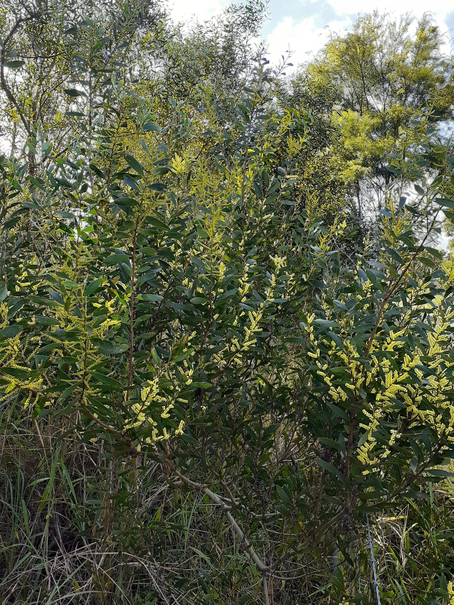 Acacia sophorae (AN) - Coastal Wattle - Image 4