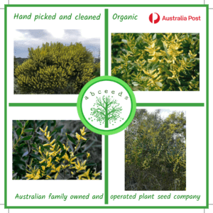 Acacia sophorae (AN) - Coastal Wattle