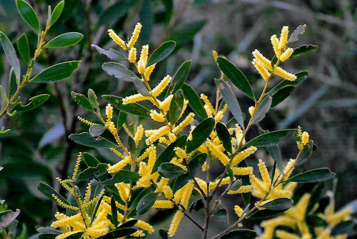 Acacia sophorae (AN) - Coastal Wattle - Image 2