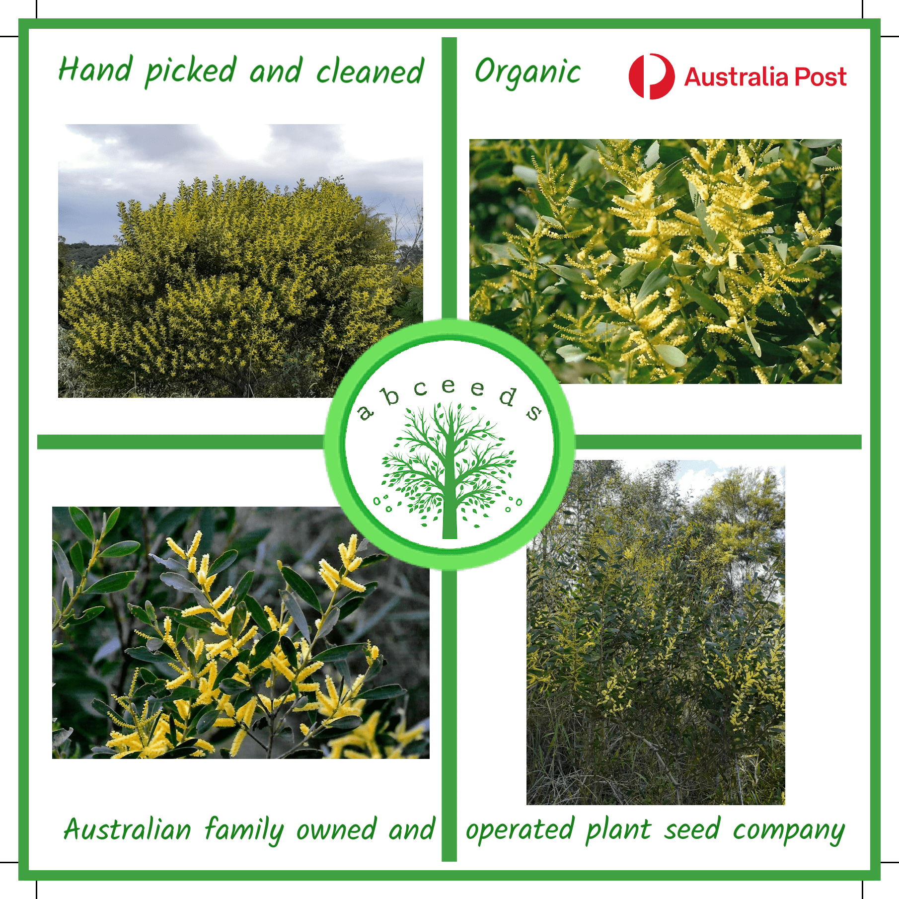 Acacia sophorae (AN) - Coastal Wattle