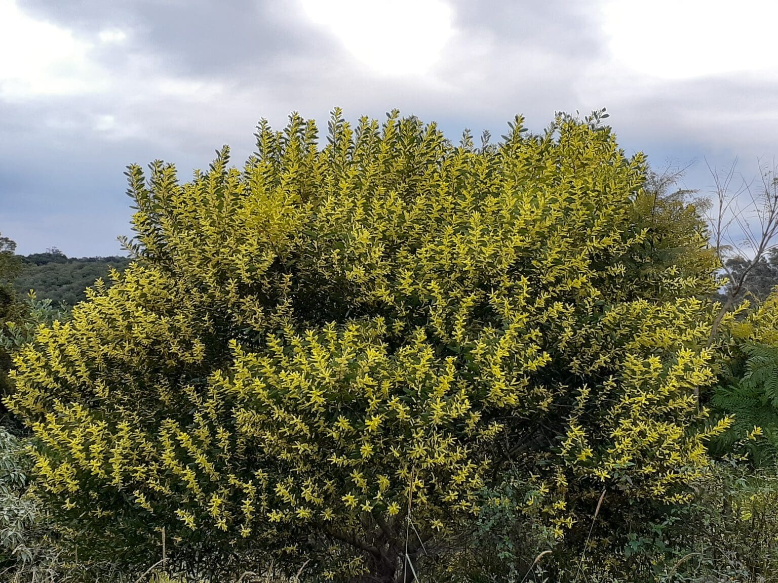 Acacia sophorae (AN) - Coastal Wattle - abceeds