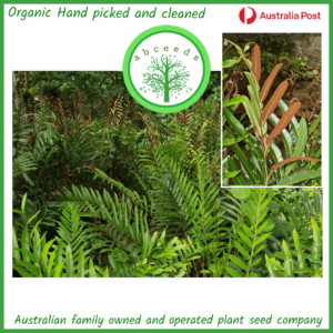 Acrostichum speciosum - Mangrove Fern (F)