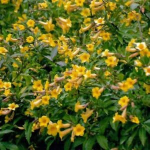 Allamanda neriifolia (syn. Allamanda schottii) (NN)