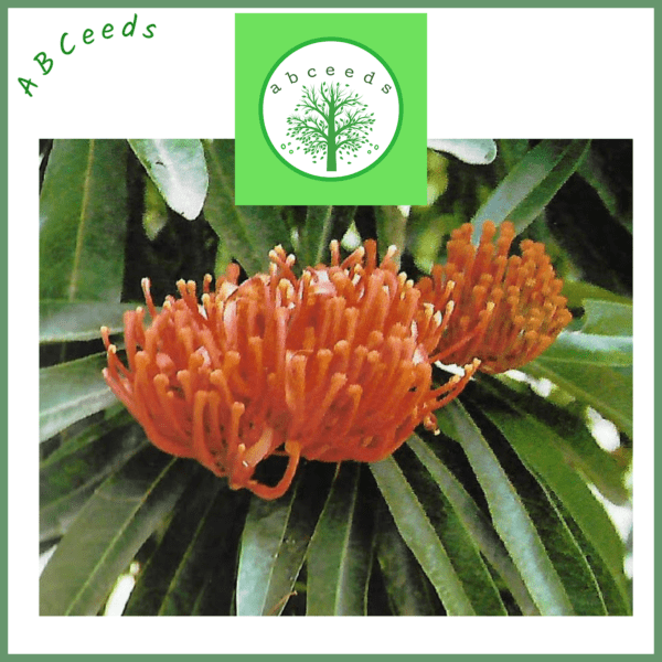 Alloxylon Flammeum - Tree Waratah (AN) - Image 2