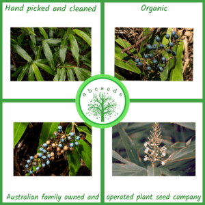 Alpinia caerulea - Australian ginger (O)