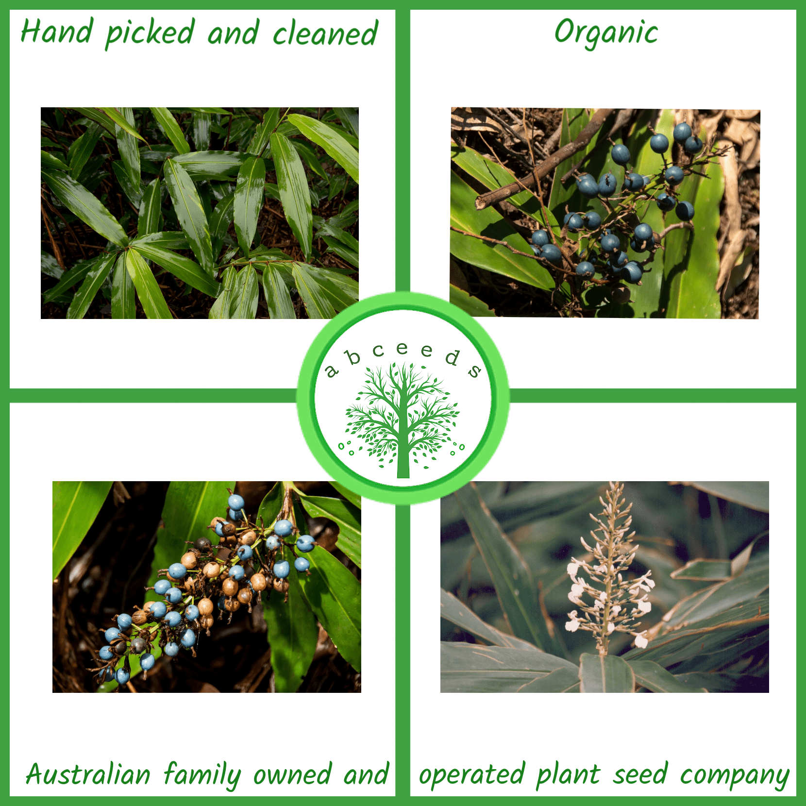 Alpinia caerulea - Australian ginger (O)