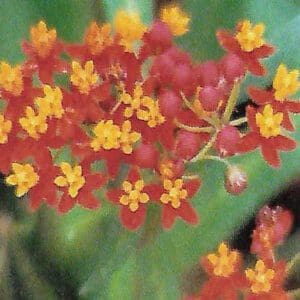 Asclepias curassavica (O)