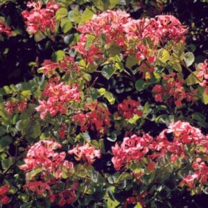 Bauhinia galpinii (NN)