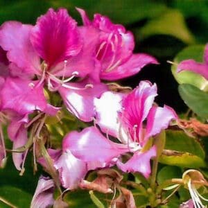 Bauhinia variegata - pink (NN)