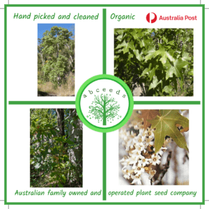 Brachychiton australis - Broad-Leaved Bottle Tree (AN)