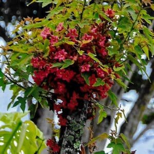 Brachychiton Bidwillii - Dwarf Kurrajong (AN)