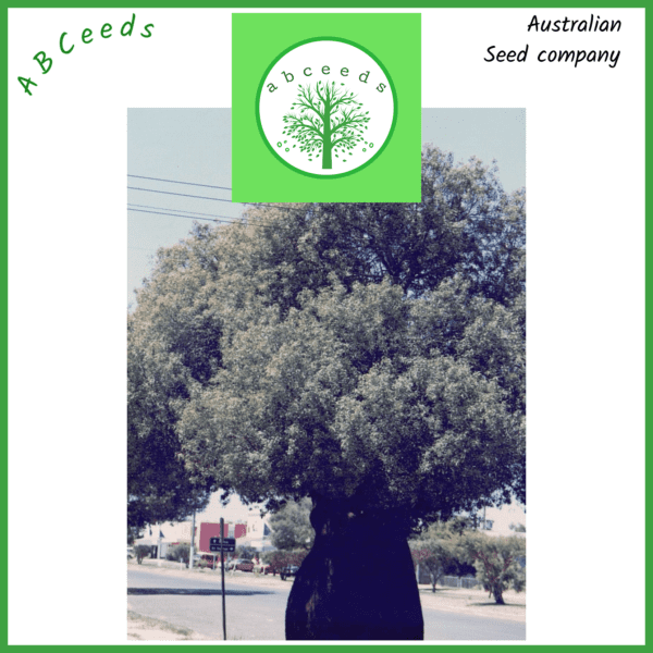 Brachychiton Rupestris - Queensland Bottle Tree (AN) - Image 2