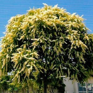 Buckinghamia Celsissima - Ivory Curl (AN)