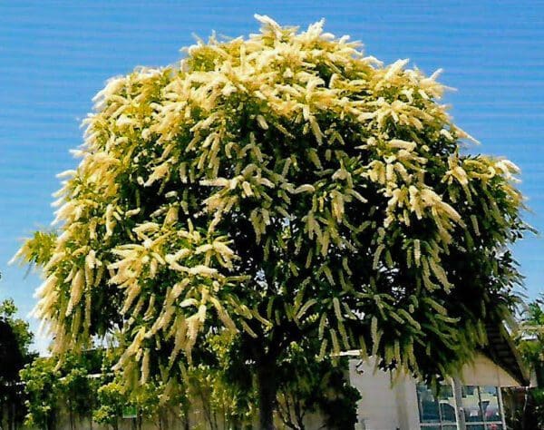 Buckinghamia Celsissima - Ivory Curl (AN)