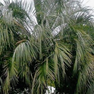 Butia yatay (PM)
