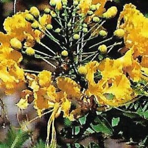 Caesalpinia pulcherrima - gold (NN)