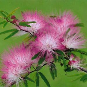Calliandra brevipes (NN)