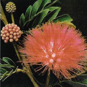 Calliandra haematocephala (NN)