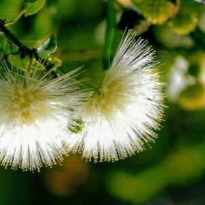 Calliandra haematocephala cv alba (NN)