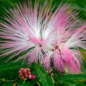 Calliandra surinamensis (NN)