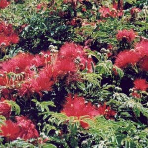 Calliandra tweedii cv red flash (NN)