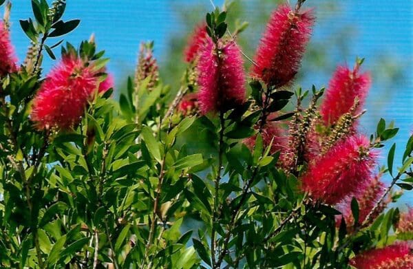 Callistemon Citrinus - Crimson Bottlebrush (AN) - Image 2