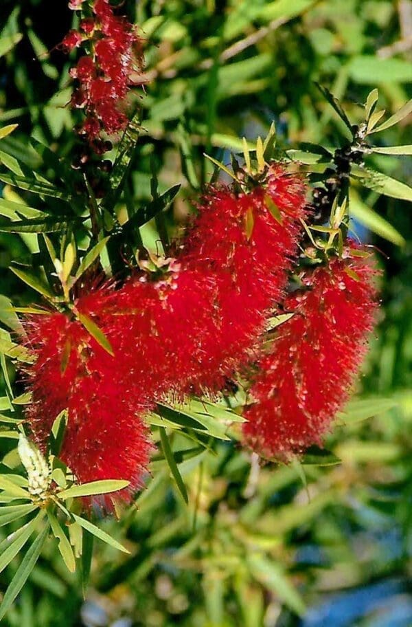 Callistemon Citrinus - Crimson Bottlebrush (AN) - Image 3