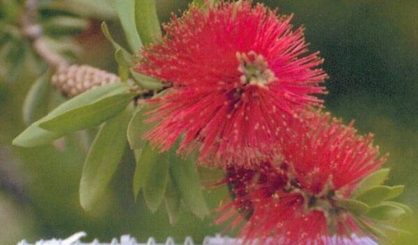 Callistemon cv red delight - Red Bottlebrush (AN) - Image 2