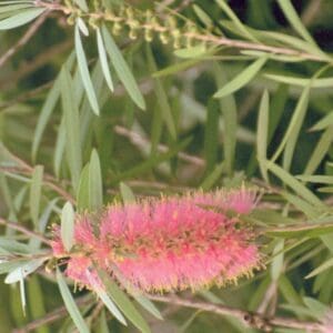 Callistemon cv Pink Fantasy - Pink Bottlebrush (AN)