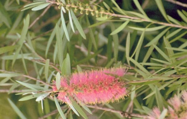 Callistemon cv Pink Fantasy - Pink Bottlebrush (AN)