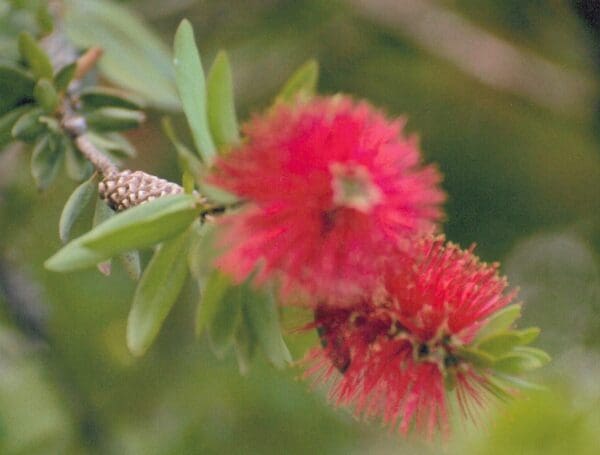 Callistemon cv red delight - Red Bottlebrush (AN)