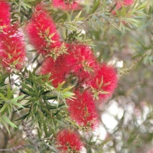 Callistemon cv Red Pendula - Bottlebrush (AN)
