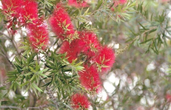 Callistemon cv Red Pendula - Bottlebrush (AN)