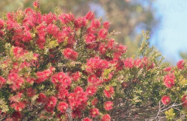 Callistemon Hybrid cv Firefly - Bottlebrush (Red) (AN)